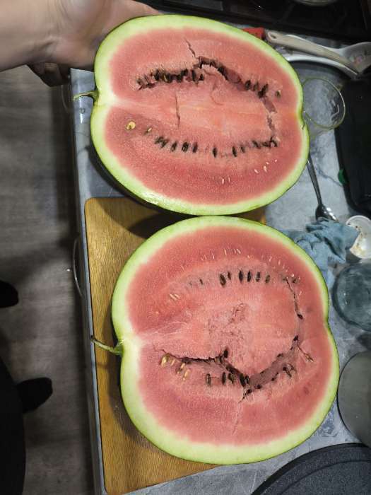 Фотография покупателя товара Семена Арбуз "Топ Ган", F1, 5 шт - Фото 1