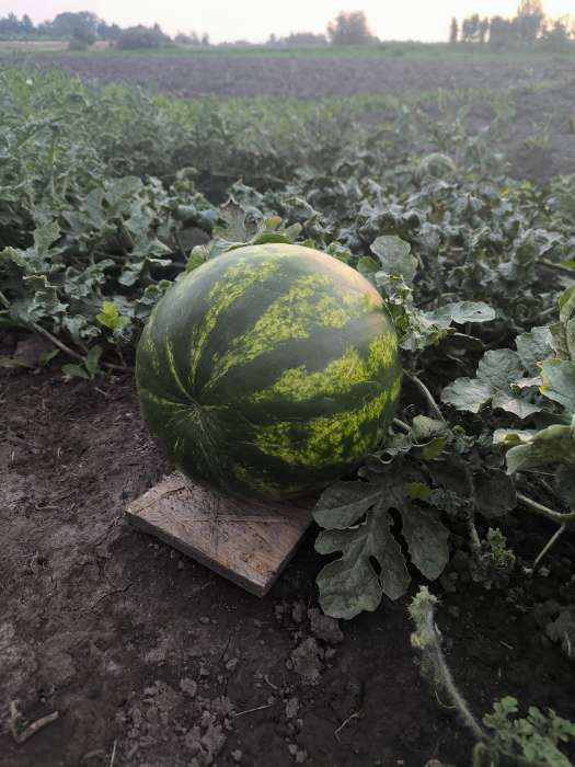 Фотография покупателя товара Семена Арбуз "Топ Ган", F1, 5 шт - Фото 2