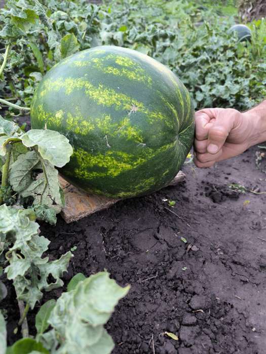 Фотография покупателя товара Семена Арбуз "Топ Ган", F1, 5 шт - Фото 3