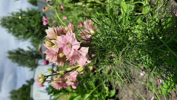 Фотография покупателя товара Семена цветов Дельфиниум "Махровый", ц/п,  0,05 г - Фото 1