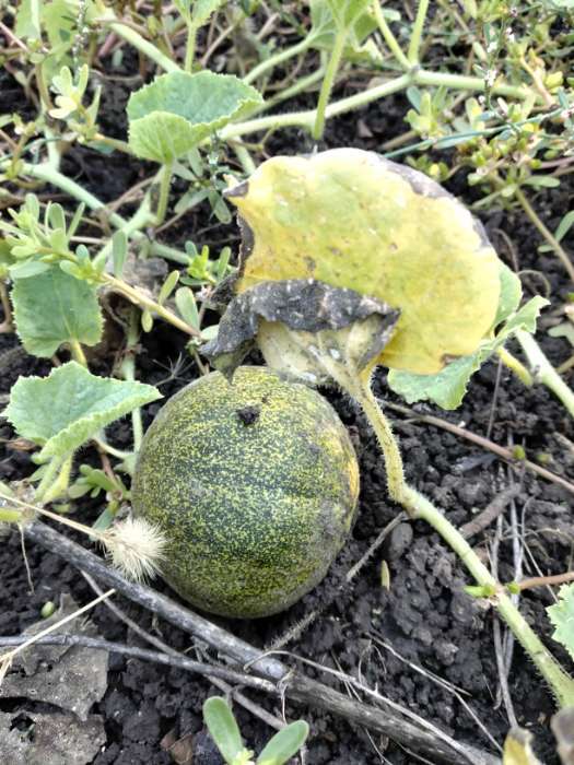 Фотография покупателя товара Семена Дыня «Колхозница», 0.5 г, «Удачные семена» - Фото 1