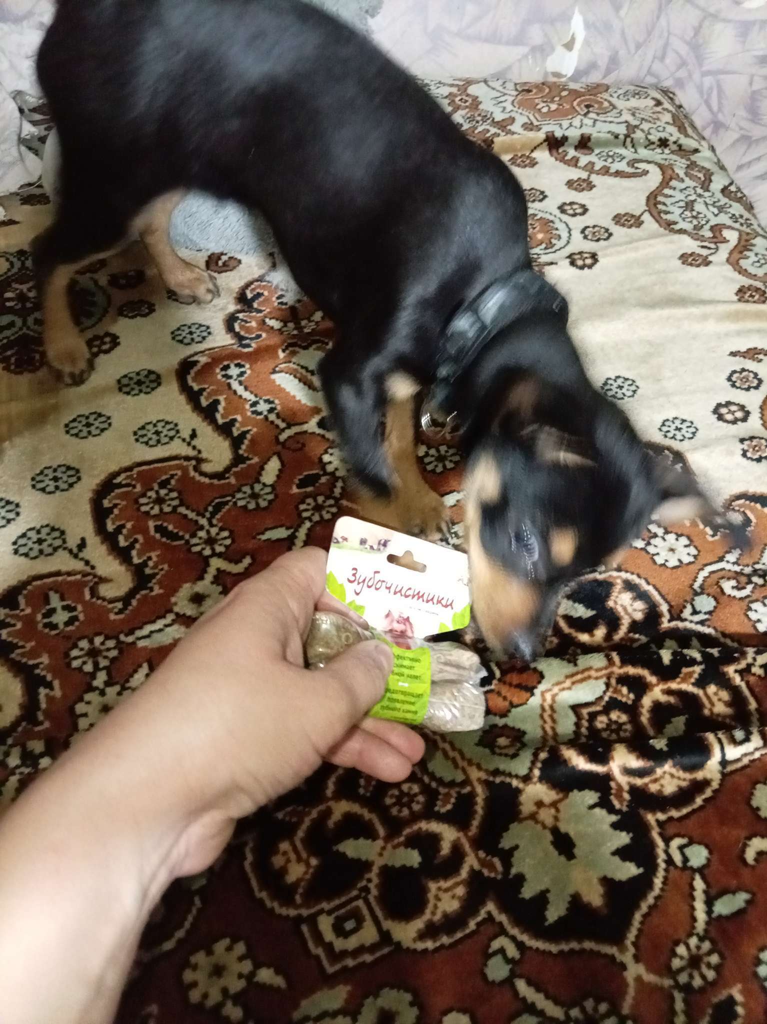 Фотография покупателя товара Зубочистики «Деревенские лакомства» для собак мелких пород, со вкусом говядины, 2×18 г - Фото 1