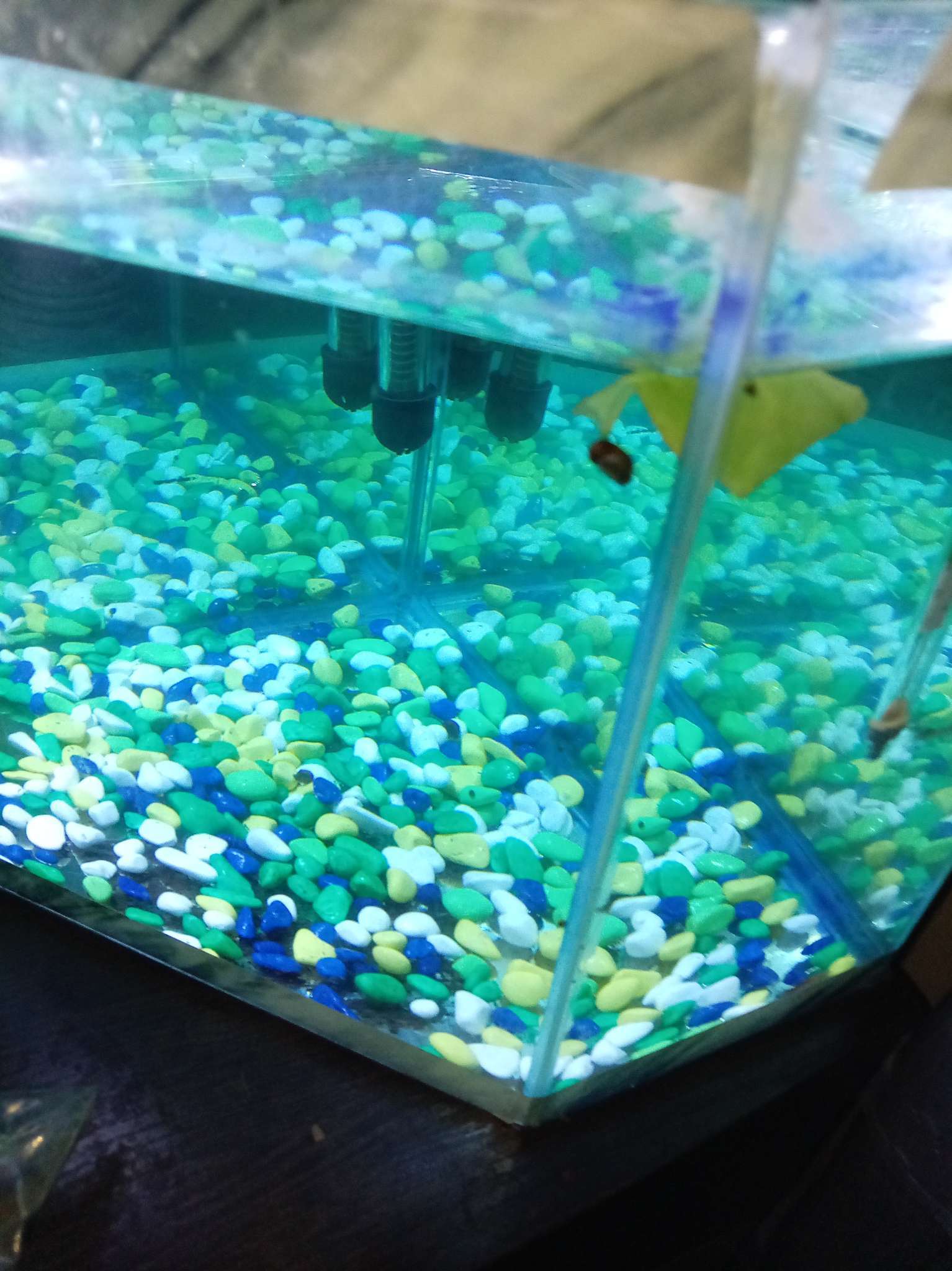 Фотография покупателя товара Грунт для аквариума DECOR DE «Галька цветная», фр. 8-12 мм, лимонный/салатовый/белый/изумрудный, 800 г - Фото 1