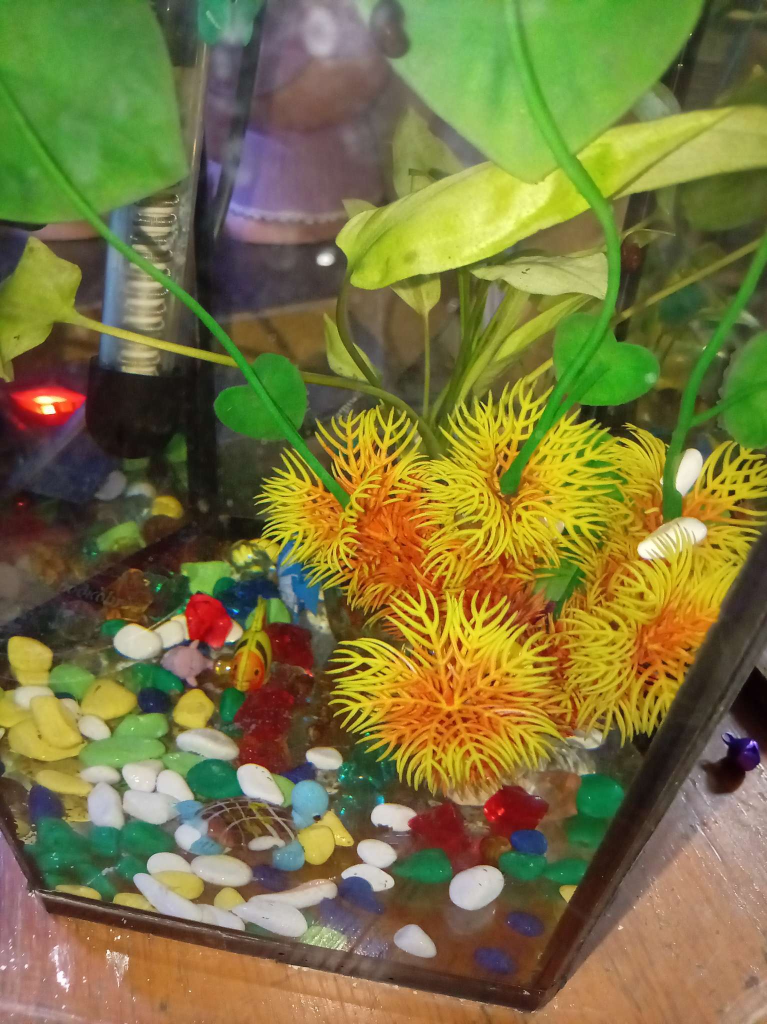 Фотография покупателя товара Грунт для аквариума DECOR DE «Галька цветная», фр. 8-12 мм, лимонный/салатовый/белый/изумрудный, 800 г - Фото 2