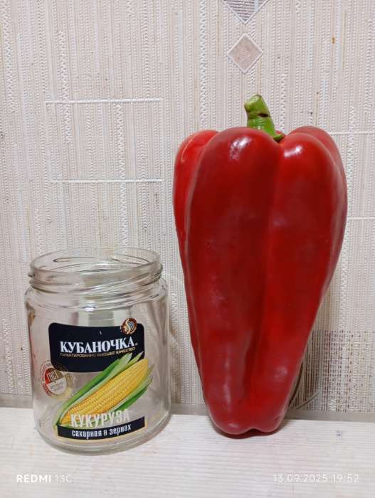 Фотография покупателя товара Семена Перец "Геракл", среднеспелый, 0,2 г - Фото 1