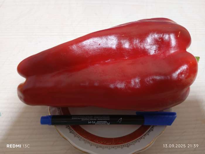 Фотография покупателя товара Семена Перец "Геракл", среднеспелый, 0,2 г - Фото 2