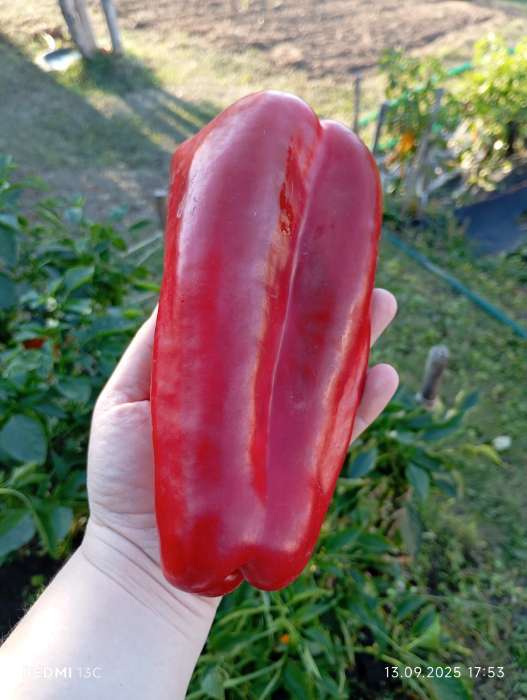 Фотография покупателя товара Семена Перец "Геракл", среднеспелый, 0,2 г - Фото 3