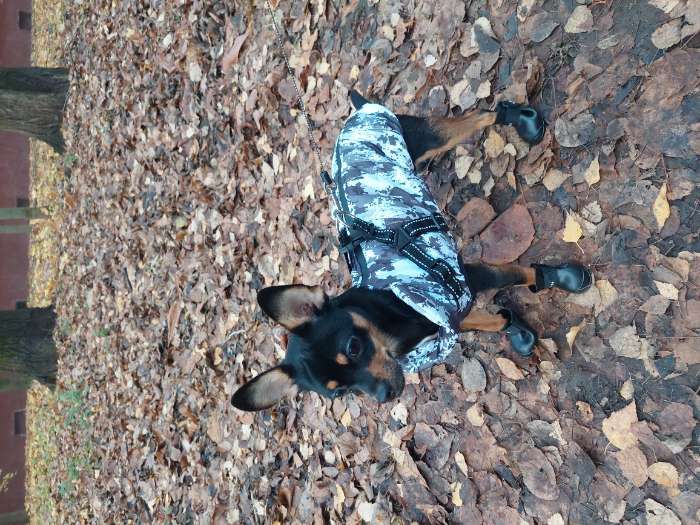 Фотография покупателя товара Куртка зимняя для собак «Тёплая зима», камуфляж, размер L, одежда - Фото 1