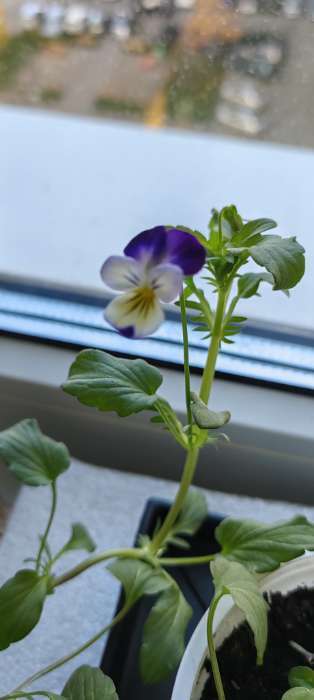 Фотография покупателя товара Семена цветов Виола "Джонни", ц/п, 0,01 г - Фото 1