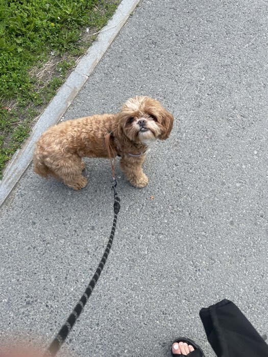 Фотография покупателя товара Шлейка с поводком, размер M, ОШ 32-72 см, ОГ 32-72 см, поводок 120×1.5 см, мягкая, со светоотражающей нашивкой, с вертлюгом, коричневая - Фото 1