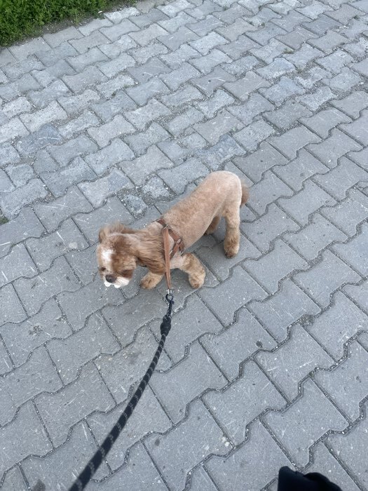 Фотография покупателя товара Шлейка с поводком, размер M, ОШ 32-72 см, ОГ 32-72 см, поводок 120×1.5 см, мягкая, со светоотражающей нашивкой, с вертлюгом, коричневая - Фото 2