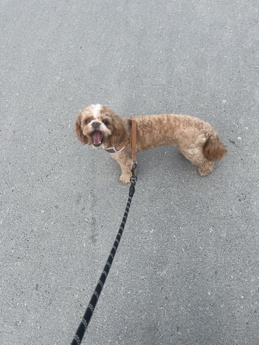 Фотография покупателя товара Шлейка с поводком, размер M, ОШ 32-72 см, ОГ 32-72 см, поводок 120×1.5 см, мягкая, со светоотражающей нашивкой, с вертлюгом, коричневая - Фото 3