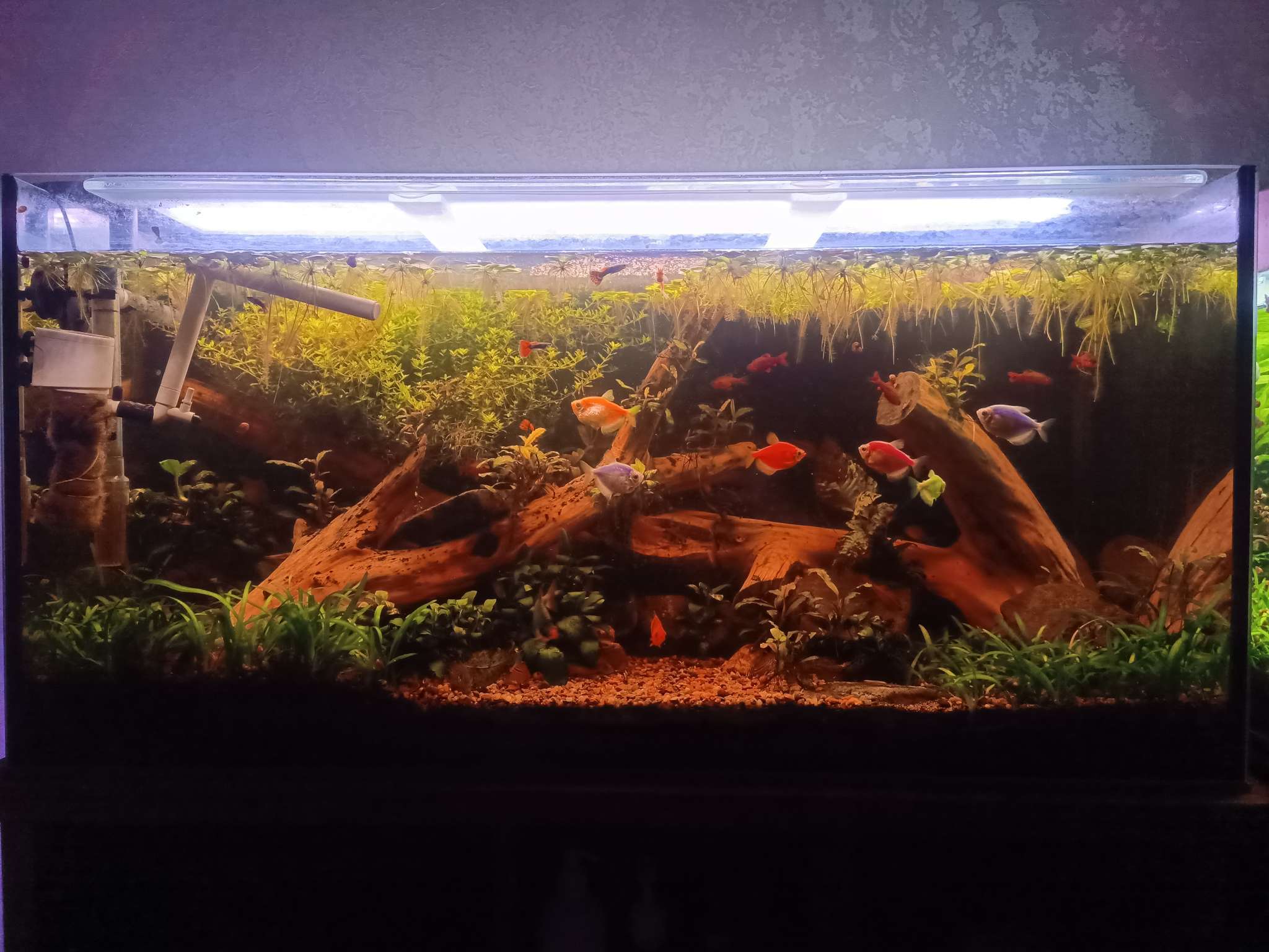 Фотография покупателя товара Аквариум «Прямоугольный» без крышки, 150 л, 93×35×45 см - Фото 1