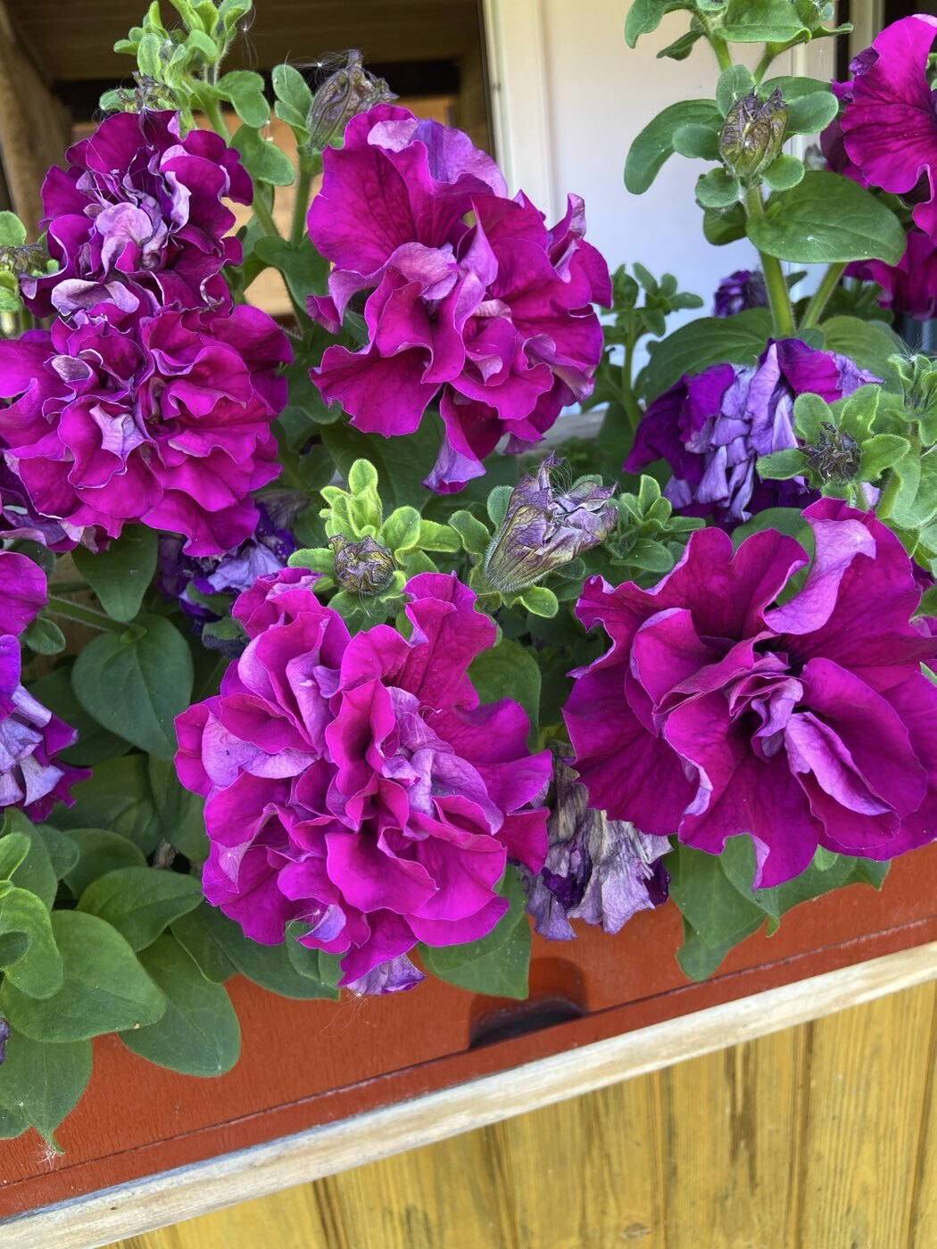 Фотография покупателя товара Семена цветов Петуния «Бургунди Каскадная», F1, махровая, 7 шт., «Семена Алтая» - Фото 1