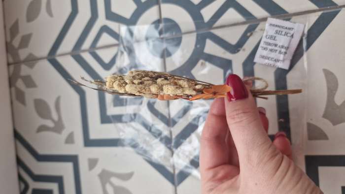 Фотография покупателя товара Букетик сухоцветов «Восторг» - Фото 10