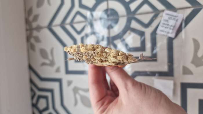 Фотография покупателя товара Букетик сухоцветов «Восторг» - Фото 8