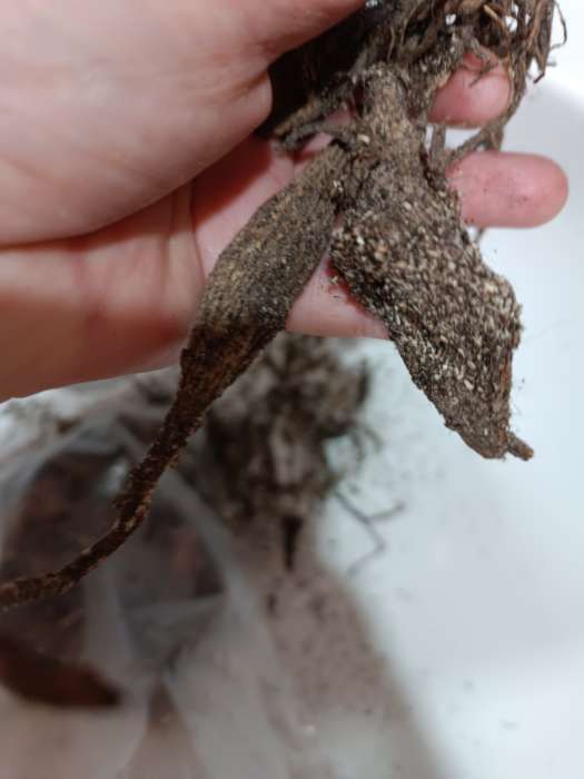 Фотография покупателя товара Георгина Кактусовидная SPASSMACHER, клубнелуковица в упаковке, р-р I, 1 шт. - Фото 169