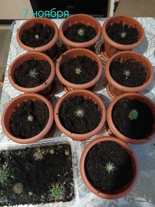 Фотография покупателя товара Семена комнатных цветов Кактус "Смесь видов", 0,1 г. - Фото 2