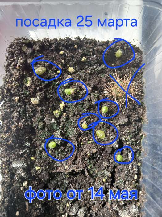 Фотография покупателя товара Семена комнатных цветов Кактус "Смесь видов", 0,1 г. - Фото 1