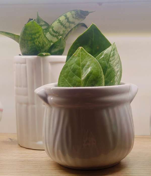 Фотография покупателя товара Декоративное кашпо для цветов «Горшочек», 50 мл, 7.5×7.5×6 см, керамическое, белое - Фото 1