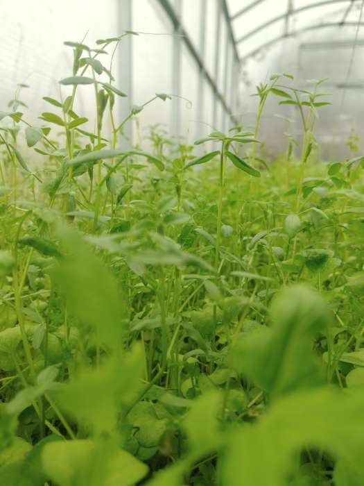 Фотография покупателя товара Смесь сидератов для теплиц, 0,25 кг - Фото 1