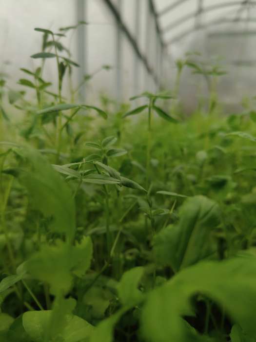 Фотография покупателя товара Смесь сидератов для теплиц, 0,25 кг - Фото 2