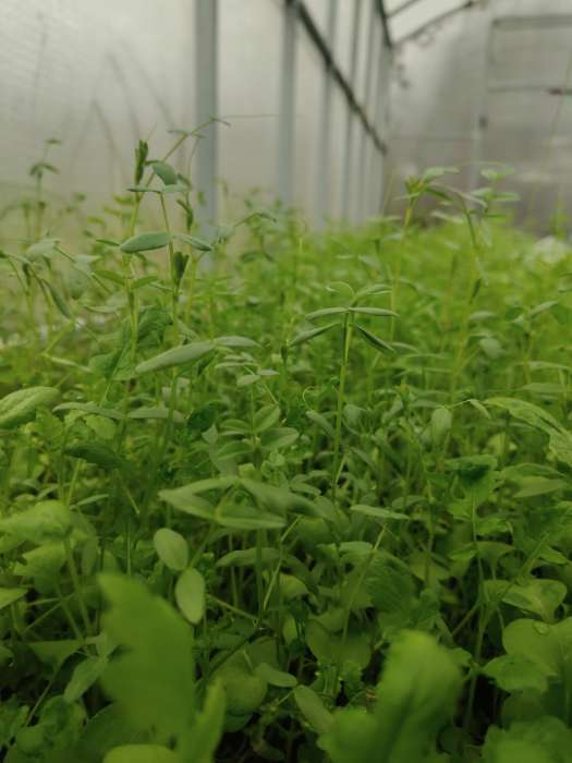 Фотография покупателя товара Смесь сидератов для теплиц, 0,25 кг - Фото 3