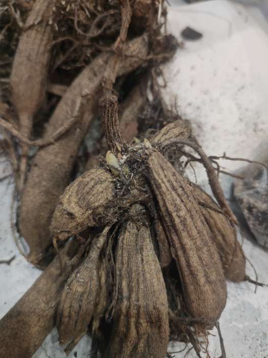 Фотография покупателя товара Георгина Декоративная «Крейзи Лав», клубелуковица в упаковке, р-р I, 1 шт. - Фото 13