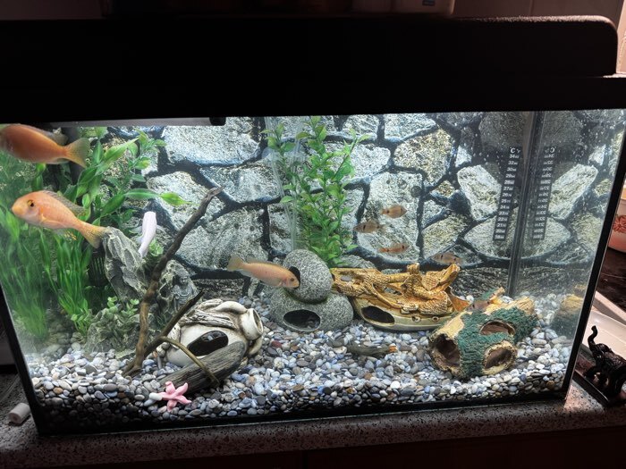 Фотография покупателя товара Аквариум Прямоугольный «Атолл» с крышкой, 52 литра, 60×24×36/41 см, чёрный - Фото 1