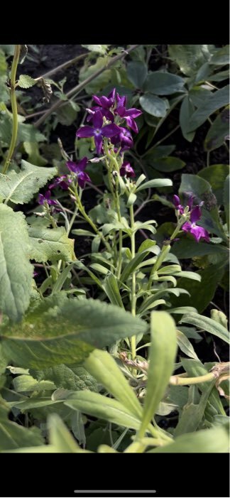 Фотография покупателя товара Семена цветов Левкой "Карликовый", Фиолетовый, 0,1г - Фото 1