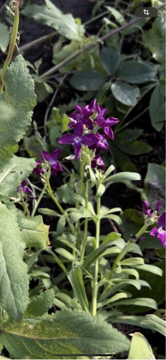 Фотография покупателя товара Семена цветов Левкой "Карликовый", Фиолетовый, 0,1г - Фото 2