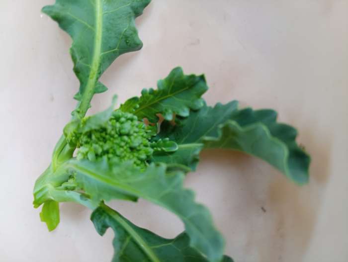 Фотография покупателя товара Семена Капуста брокколи «Тонус», 0.3 г, раннеспелая, «Рецепты дедушки Никиты» - Фото 1