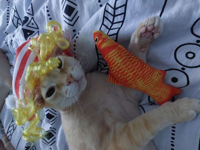 Фотография покупателя товара Игрушка «Рыба моей мечты!» с кошачьей мятой, 20 см, красный карп - Фото 2