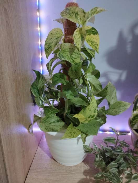 Фотография покупателя товара Горшок для цветов с поддоном «Альтернатива. Эконом», 2 л, пластиковый, белый - Фото 1