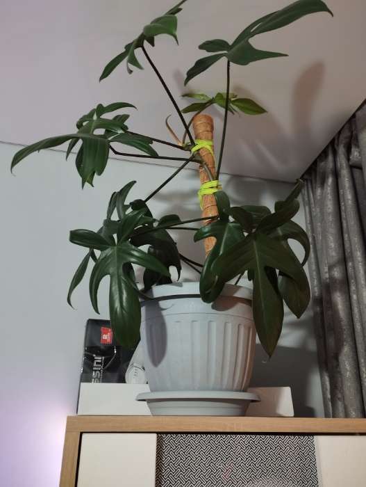 Фотография покупателя товара Горшок для цветов с поддоном «Сильвер ЭКО», 4 л, d=23 см, пластиковый, серый - Фото 1