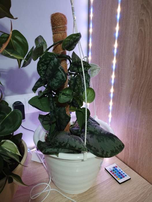 Фотография покупателя товара Опора для комнатных цветов, h=120 см, d=2.5 см, пластик, кокосовая оплётка, Greengo - Фото 1