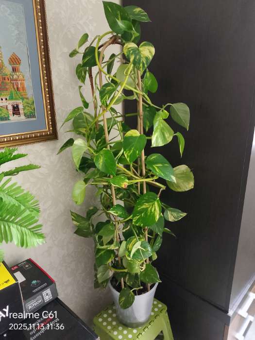 Фотография покупателя товара Дуга для подвязки растений, h=60 см, бамбук, Greengo - Фото 1