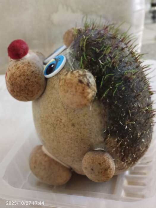 Фотография покупателя товара Набор для выращивания «ЭкоЖивчик. Ёжик», фигурка растущая в подарочной упаковке - Фото 3