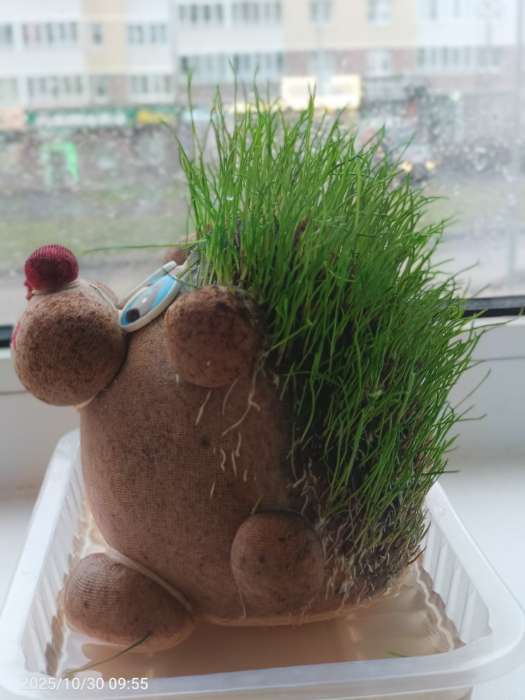 Фотография покупателя товара Набор для выращивания «ЭкоЖивчик. Ёжик», фигурка растущая в подарочной упаковке - Фото 5