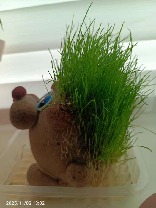 Фотография покупателя товара Набор для выращивания «ЭкоЖивчик. Ёжик», фигурка растущая в подарочной упаковке - Фото 1