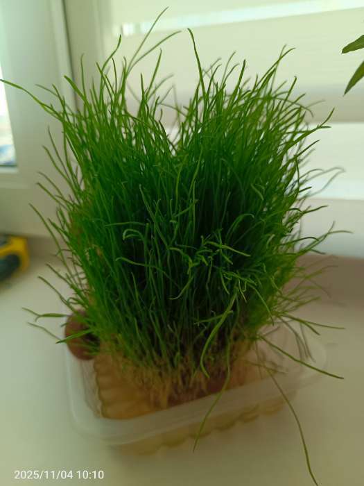 Фотография покупателя товара Набор для выращивания «ЭкоЖивчик. Ёжик», фигурка растущая в подарочной упаковке - Фото 2