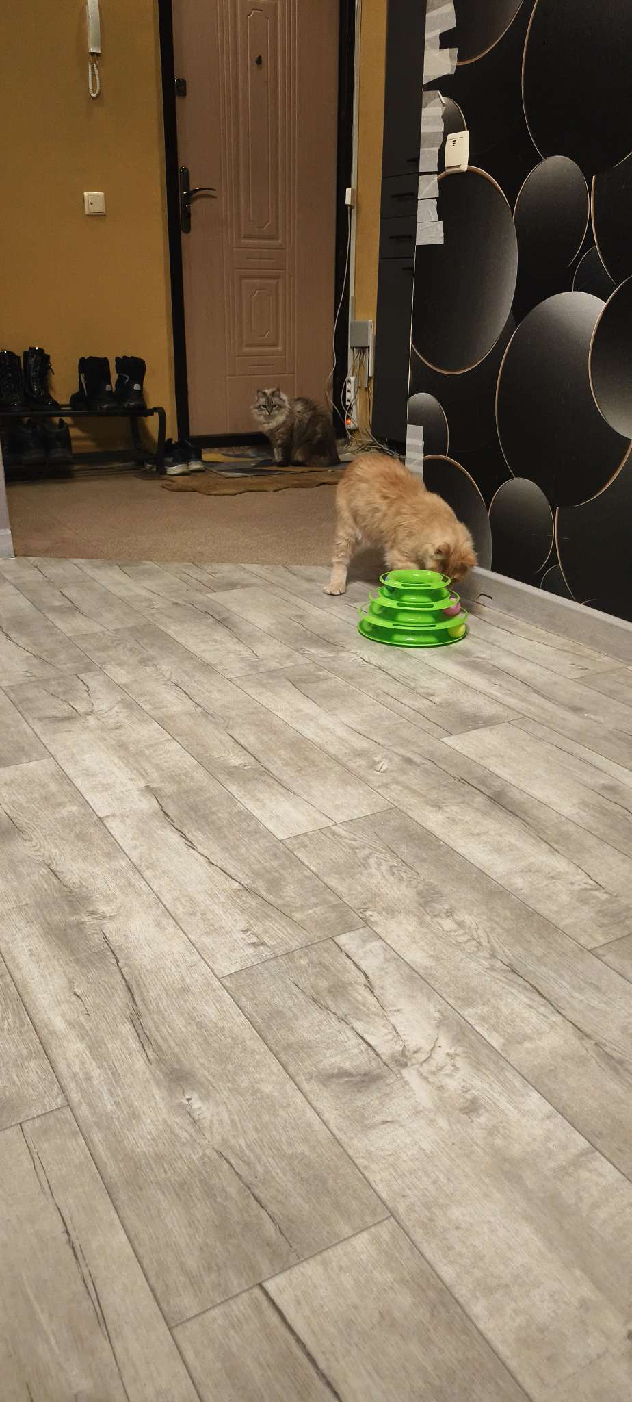 Фотография покупателя товара Игровой комплекс для кошек «Пижон», 24.5×24.5×13 с, с 3 шариками, зелёный - Фото 1