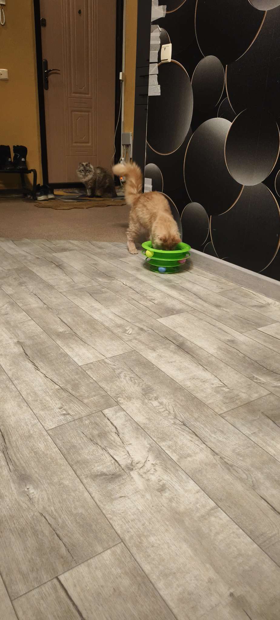 Фотография покупателя товара Игровой комплекс для кошек «Пижон», 24.5×24.5×13 с, с 3 шариками, зелёный - Фото 2