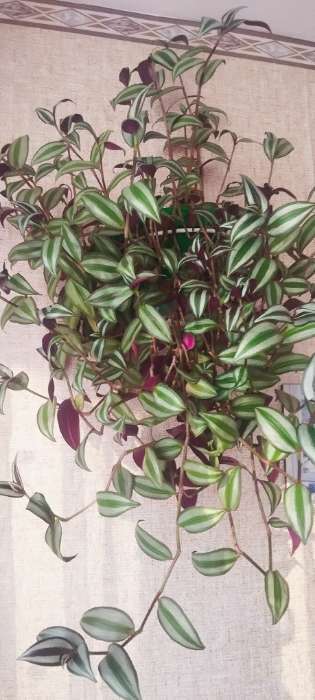 Фотография покупателя товара Удобрение минеральное ТРИО МИКС Обильное цветение JOY гранулы, 100 г - Фото 1