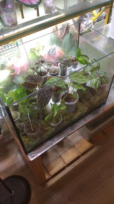 Фотография покупателя товара Аквариум «Прямоугольный» без крышки, 50 л, 51×27×35 см - Фото 1