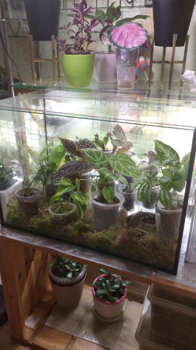 Фотография покупателя товара Аквариум «Прямоугольный» без крышки, 50 л, 51×27×35 см - Фото 2