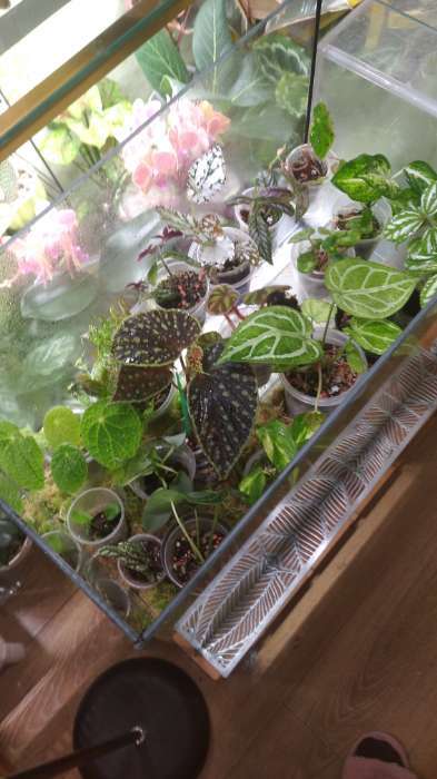 Фотография покупателя товара Аквариум «Прямоугольный» без крышки, 50 л, 51×27×35 см - Фото 3