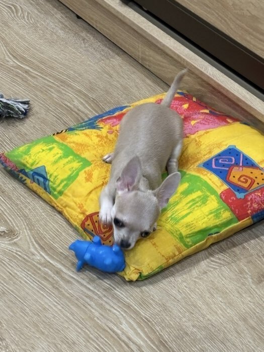 Фотография покупателя товара Игрушка пищащая «Маленький поросёнок» для собак, 9 см, бледно-розовая - Фото 1