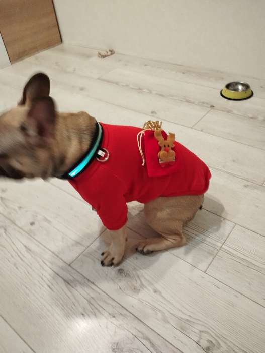 Фотография покупателя товара Ошейник, размер XL, ОШ 52-60×2.5 см, с подсветкой, 3 режима свечения, чёрный - Фото 1