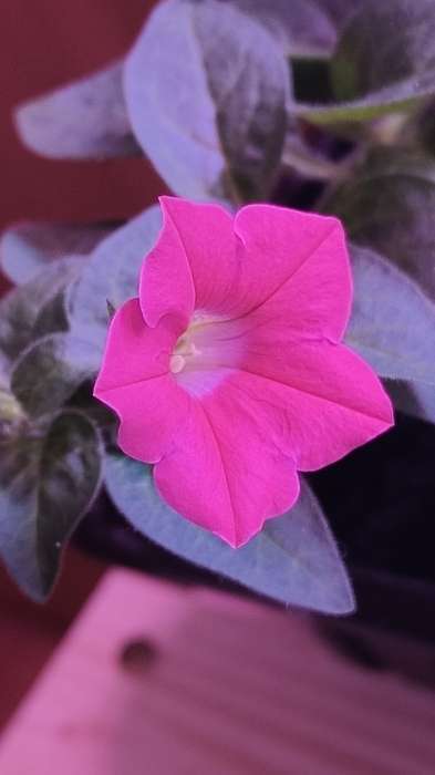 Фотография покупателя товара Семена цветов Петуния мини многоцветковая «Пендолино Роуз Айс», F1, 5 шт., «Дом семян» - Фото 4